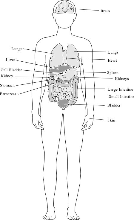 Organ System Drawing, Anatomy Coloring Pages Free Printable, Body Organs Drawing, Human Anatomy Coloring Pages, Human Anatomy Organs, Anatomy Coloring Pages, Anatomy Coloring, Biology Diagrams, Anatomy Organs