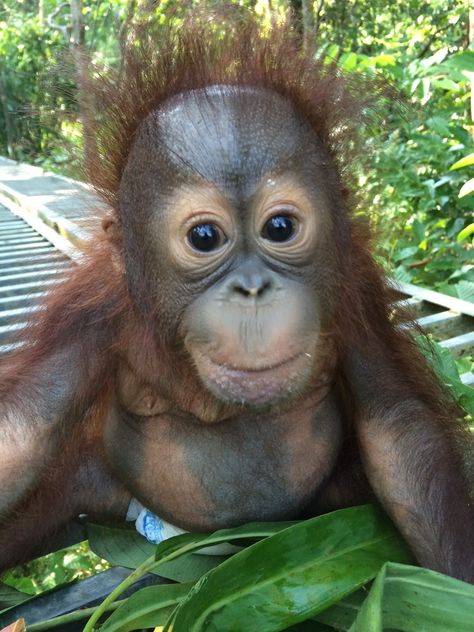 Meet Josh the Orphaned Baby Borneo Orangutan | The Great Projects Monkey Smiling, Borneo Orangutan, Mad Monkey, Baby Orangutan, Monkey Pictures, Pet Monkey, Baby Animals Pictures, Monkeys Funny