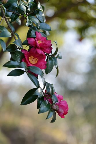 Bangladeshi Flower, Camelia Tree, Chinese Flowers Photography, Sasanqua Camellia, Sakura Flower Photography, China Pink Flower, Lotus Flower Chinese Painting, Border Plants, Flower Landscape