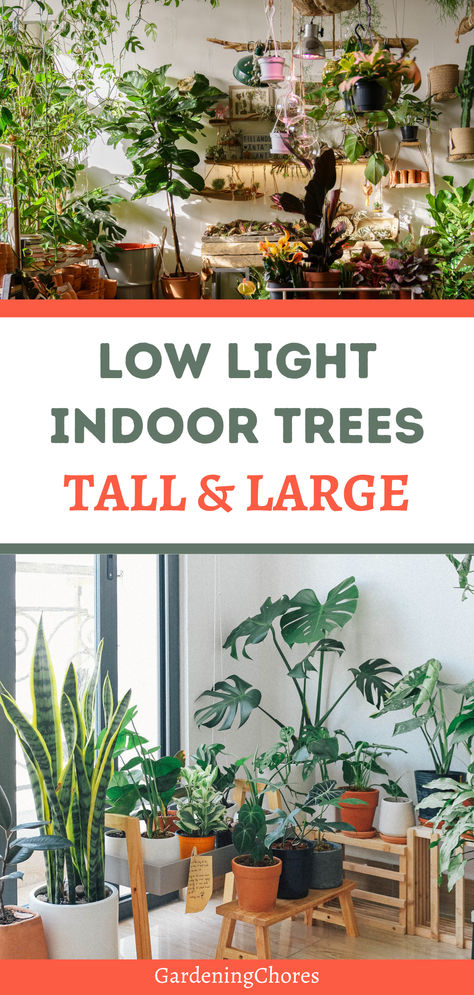 10 Gorgeous Low-Light Indoor Trees That Defy the Odds in Dimly Lit Rooms House Trees Indoor Low Light, Indoor Low Light Tree, Large Indoor Trees Low Light, Best Trees For Indoors, Low Light Trees Indoor, Indoor Tree With Lights, Best Indoor Trees For Low Light, Low Light Garden, Indoor Trees Low Light