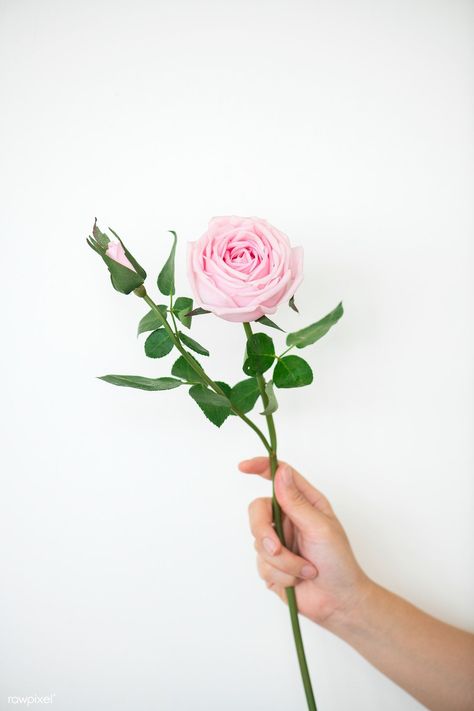 Hand Expression, Hand Holding Flower, Clay Bust, Hand Holding Rose, Hands Holding Flowers, Nature Elements, Hand Photography, Hand Images, Hand Flowers