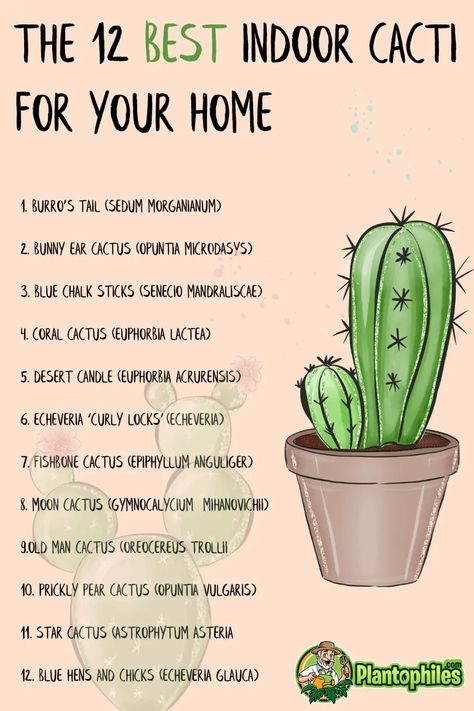 Cactus Benefits, Blue Chalk Sticks, Cactus Facts, Old Man Cactus, Desert Candle, Indoor Cactus Garden, Cactus Ideas, Types Of Cactus Plants, Fishbone Cactus