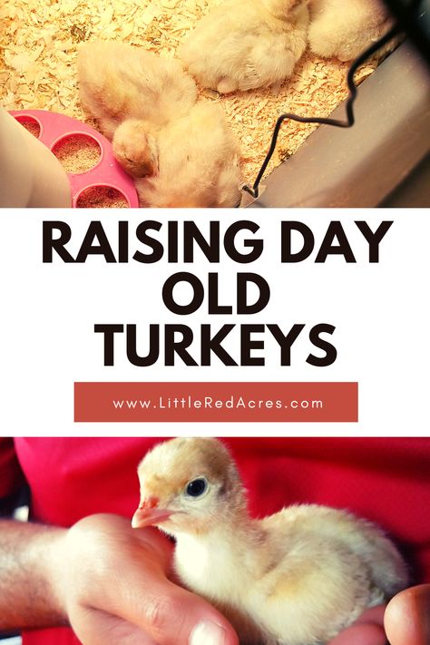 Turkey Farming, Turkey Chicks, Raising Turkeys, Diy Turkey, Meat Birds, Baby Turkey, Bird Mom, Turkey Time, Healthy Turkey