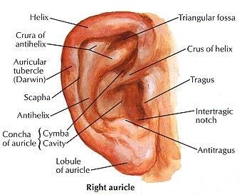 1000+ ideas about External Ear Anatomy on Pinterest | Ear anatomy ... External Ear Anatomy, Human Ear Diagram, Ear Diagram, Human Anatomy Picture, Body Plastic Surgery, Ear Structure, Ear Anatomy, How To Pop Ears, John Baldessari