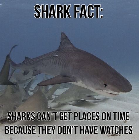 Shark Meme, Beach Memes, Shark Facts, Shark Pictures, Shark Bait, Sharks Funny, Cute Shark, Aquatic Animals, Shark Week