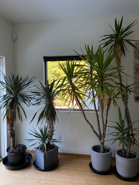 Yuka Plant Indoor, Areca Palm Indoor Living Rooms Home, Yucca Plant Indoor Living Room, Majesty Palm Indoor, Spineless Yucca, Dreamscape Architecture, Star Sky, Plant Mom, Garden Room