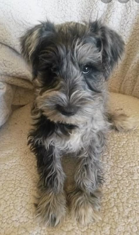 Miniature Schnauzer/Cocker Spaniel Scruffy Dogs, Cocker Spaniel Mix, Chihuahua Terrier, Schnauzer Mix, Mini Schnauzers, Designer Dogs, Cocker Spaniel Puppies, Schnauzer Puppy, Terrier Mix Dogs