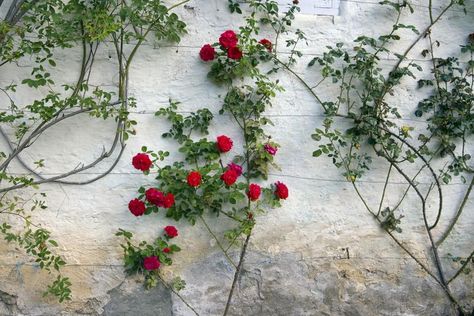 How To Train And Grow Climbing Roses For the Most Blooms Rose Fence, Pruning Climbing Roses, Climbing Roses Trellis, Red Climbing Roses, Rose House, Diy Trellis, Climbing Rose, Growing Roses, Planting Roses