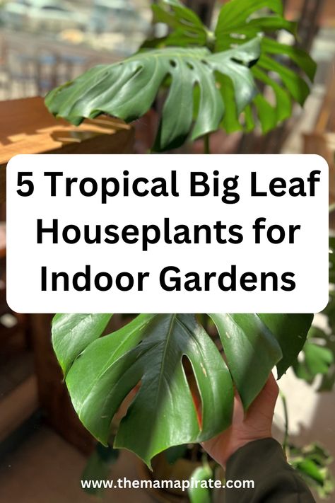 Tropical Big Leaf Houseplants Big Leaves Plant, Foliage Plants Indoor, Big Leaf Indoor Plant, Big Leaf Plants, Living Wall Indoor, Indoor Tropical Plants, Tropical House Plants, Indoor Plant Care, Tropical Tree