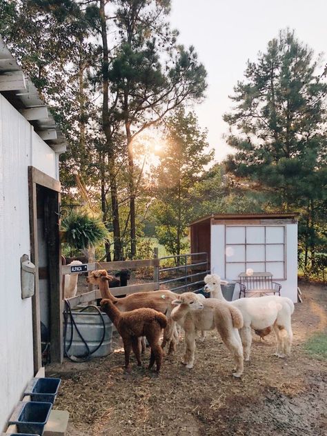 Hobby Farm Ideas, Farm Stead, Homesteading Aesthetic, Ranch Animals, Farm With Animals, Farm Dream, Sleeper Train, Raised Bed Gardening, Connecting With People