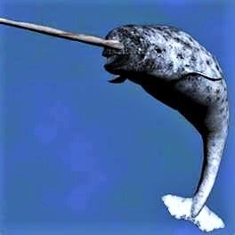 Narwhal ( Unicorn Whale ) One of the most magnificent creatures of all time. Creature Marine, Sea Mammal, Water Animals, Underwater Creatures, Underwater Life, Water Life, Marine Mammals, Narwhal, Marine Animals