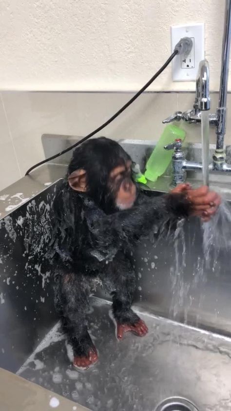 Monkey hygiene #monkey #justdancemoves #imadome #comedy #animals #loveanimals #cuteanimals #beatbark Drip Monkey, Monkey Wallpaper Funny, Danica Core, Monkey Background, Monkey Pics, Monkey Jumping, Monkey Showering, Sticker Meme, Funny Monkey Memes