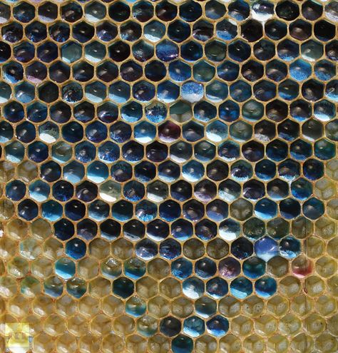 A French bee colony has been eating M candy waste which has made their honey blue and green -- here's one of those honeycombs - Imgur M M Candy, Bee Colony, Save The Bees, Bees Knees, Bee Happy, Patterns In Nature, Homestuck, Queen Bees, Bee Keeping