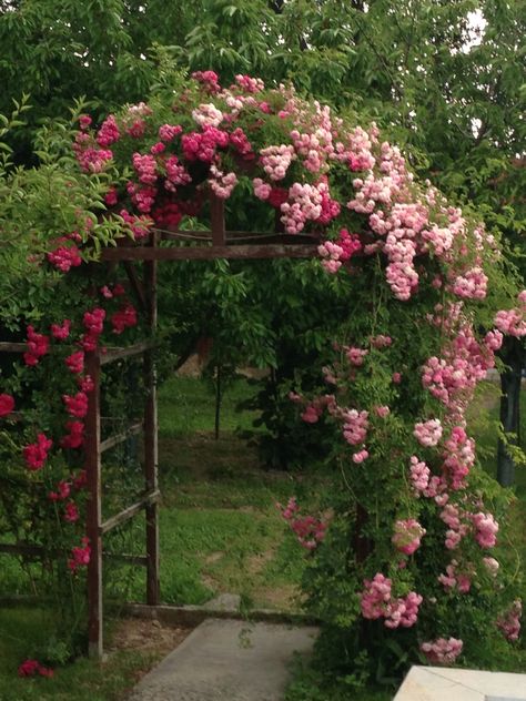 Bush Garden, Cottage Garden Design, Garden Arches, Garden Tool Set, Outdoor Gardens Design, Patio And Garden, Outdoor Decor Backyard, Garden Pathway, Climbing Roses