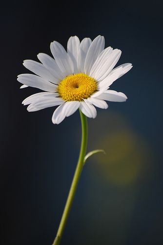 Single daisy on dark blue background | Otomodachi | Flickr Daisy Tattoo, Daisy Wallpaper, Daisy Love, Wallpaper Flower, Montage Photo, Month Flowers, Dark Blue Background, Single Flower, Dark Background