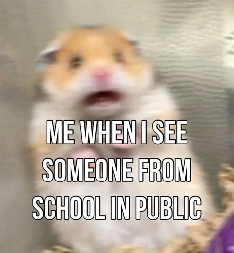 #awkward #whisper #relatable #school #scary Memes Relatable School, Funny Teen Memes Hilarious, Middle School Memes Funny, Funny School Relatable, Clean Relatable School Memes, Funny Memes About School, Funny Relatable Quotes Humor Hilarious, Funny Laughter Quotes, Catchphrases Ideas