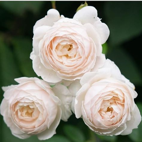 Rose Desdemona, Desdemona Rose, Winchester Cathedral Rose, Gabrielle Core, Rugosa Rose, Floribunda Rose, Long John Silver, Blush Tones, Garden Rose