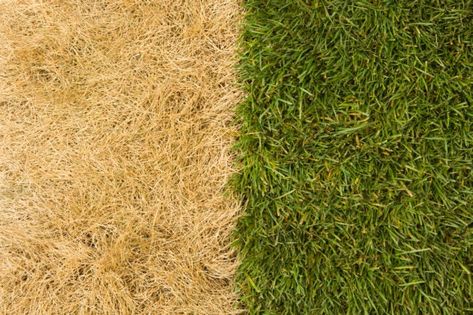 What Is Fertilizer Burn—and How to Reverse It - Bob Vila Lawn Roller, Lawn Repair, Grass Is Always Greener, Lawn Mower Blades, Types Of Grass, Grass Type, Fake Grass, Lawn Equipment, Soil Layers