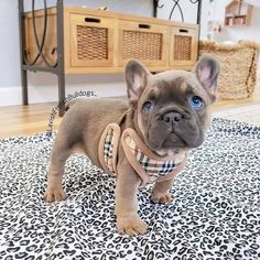 Untitled Bulldog Francese, Best Dog Toys, Super Cute Puppies, Baby Animals Pictures, Cute Little Puppies, Super Cute Animals, French Bulldog Puppies