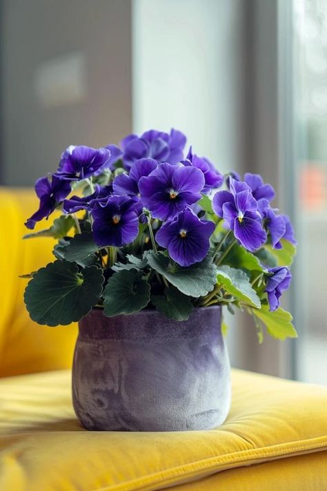 How To Water An African Violet: Keep It Flourishing African Violet Care, African Violet, Purple Orchids, African Violets, Furniture Arrangement, Cozy Space, Flowers Photography, Orchids, Beautiful Flowers