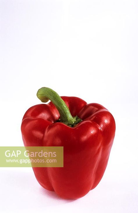 Colour Harmony, Capsicum Annuum, Sweet Pepper, Plant Photography, Color Harmony, Complimentary Colors, Stuffed Sweet Peppers, Food Photography, Gap