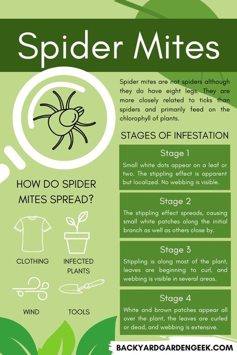 infographic explaining what a spider mite is what the stages of infestation are How To Get Rid Of Grain Mites, How To Treat Spider Mites On Plants, How To Get Rid Of Spider Mites On Plants, Spider Mites How To Get Rid Of, Neem Oil For Plants Pest Control, Spider Mites On Plants, Dust Mites Bites, Neem Oil For Plants, Spider Control