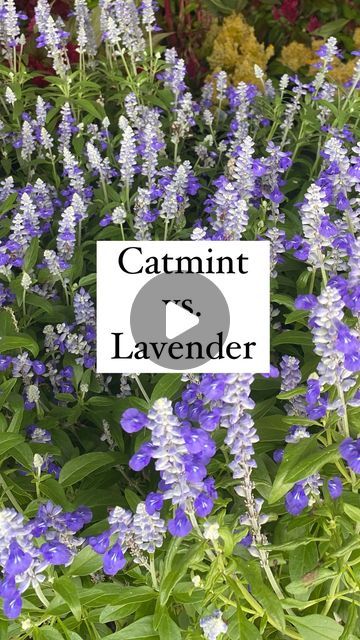 Needmore Farms | Gardening, DIY, and Recipes on Instagram: "Catmint vs. Lavender 💜   Both love full sun  Both are deer resistant  Both have gorgeous flowers  Both repel mosquitoes Both can be used as herbs  Both attract pollinators   BUT  Lavender likes it to be DRY and have sandy soil. If you live somewhere that can get quite a bit of rain, it may be a struggle to grow lavender. Catmint is a beautiful alternative that can handle both drought and rain.   We LOVE both plants and encourage you to try out both to see which one (or both) is the best fit for you 💜   #graden #flowers #gardening #herbs #garden #plant #grow #needmorefarms" Lavender And Sedum Garden, Sweet Romance Lavender, Catmint Plant, Sedum Garden, Grow Lavender, Gardening Herbs, Herbs Garden, Growing Lavender, Gardening Diy