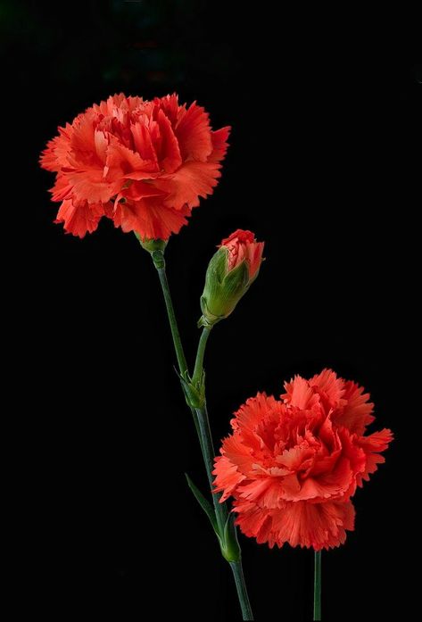 Carnation Tattoo, Flower Tat, Flower Close Up, Red Carnation, Boquette Flowers, Flower Vase Arrangements, Carnation Flower, Crepe Paper Flowers, Vase Arrangements