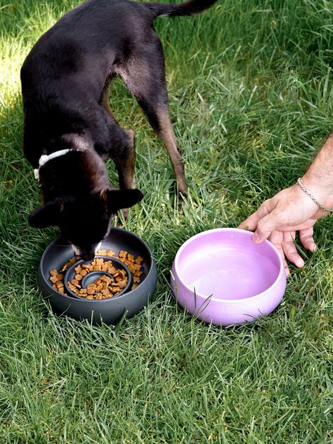 Pet Bowl Stand