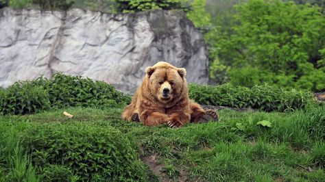 3840x2160 Wallpaper bear, brown, grass, funny, lie Kodiak Bear, Regnul Animal, Brother Bear, Love Bear, Bear Art, Big Bear, Grizzly Bear, Animal Planet, Animal Photo