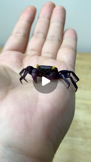 Vampire Crab Paludarium, Vampire Crab, Purple Vampire, Alien Animals, Scifi Alien, Become Popular, Little Animals, Crustaceans, Crab