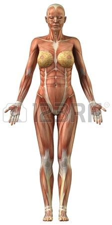 Female muscular system frontal view Stock Photo Female Muscular, Human Anatomy Chart, Body Muscle Anatomy, Human Muscular System, Muscular System Anatomy, Human Muscle Anatomy, Muscle System, Black Power Art, Female Anatomy Reference