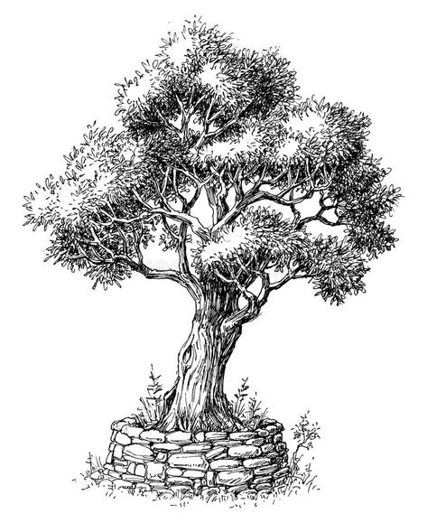 Olive tree drawing. Olive tree black and white drawing isolated #Sponsored , #sponsored, #Paid, #tree, #isolated, #white, #Olive Olive Tree Drawing, Trees Art Drawing, Tree Drawing Simple, Tree Drawings, Simple Sketch, Draw Realistic, Tree Drawings Pencil, Nature Art Drawings, Tree Sketches