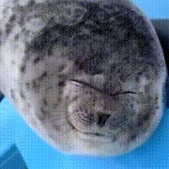 Seal Stimboard, Seal Videos, Seal Gif, Seal Meme, Seal Icon, Sea Gif, Silly Gifs, Ocean Gif, Stimboard Gifs