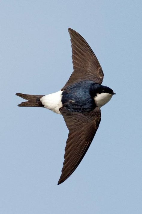 The House Martin has a large white rump patch and white underparts Tattoo Planning, Martin Bird, House Martin, Western House, Tropical Africa, Martin House, Animal Reference, Reference Pictures, Swallows