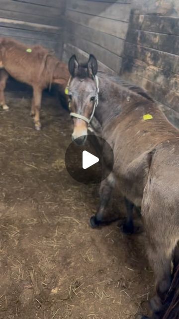 Amish Buggy, Temporary Shelter, Feel Nothing, Horse Rescue, Woke Up This Morning, The Last Day, Colby, Small Group, Beautiful Horses