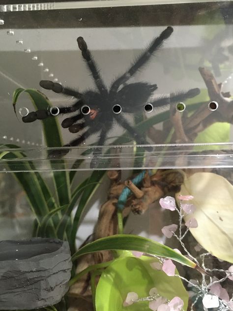 This beautiful pink toe tarantula (avicularia avicularia) is so much fun to watch as he moves around his enclosure (webbing the back of it, but still coming to the front every now and again). #tarantula #danellescritters Pink Toe Tarantula Enclosure, Pink Toed Tarantula, Beautiful Tarantula, Avicularia Avicularia, Tarantula Enclosure Ideas, Pink Toe Tarantula, Tarantula Habitat, Tarantula Enclosure, Pink Toes