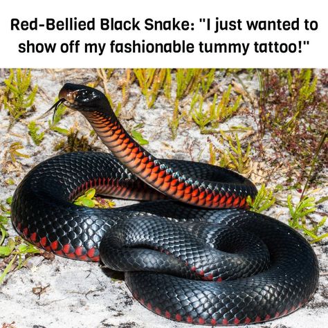 When your fashion sense is dangerously on point – the red-bellied black snake trendsetter! Learn everything you need to know about its bite in the article link below: https://www.animalsaroundtheglobe.com/what-to-do-after-a-red-bellied-black-snake-bite/ #redbelliedblacksnake #trendsetter #bite Red Bellied Black Snake, Pictures Of Red, Red Pictures, Reptile Snakes, Black Snake, Great Pictures, Amphibians, Snakes, Reptiles