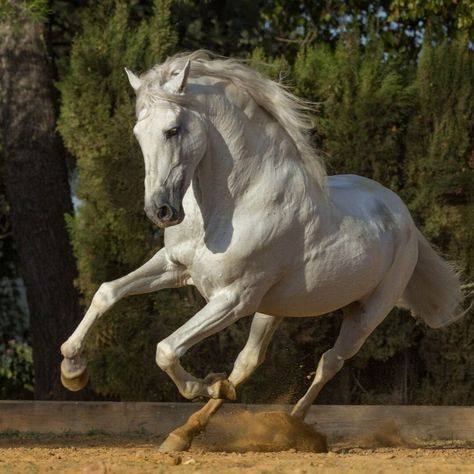 Real Horses Pictures, Horse Reference Photos For Artists, Horses Reference, Wild Horse Pictures, Horse Standing, Medieval Horse, Horse Reference, Regnul Animal, Famous Horses