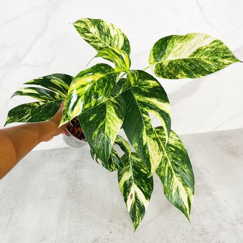 Epipremnum Pinnatum Yellow Flame ✨🪴 . . Shop rare houseplants and more⬇️ www.plantlifelex.com - Link in bio! . #houseplants #plants #indoorplants #plantstagram #plantaddict #plantlove #indoorplant #plantsplantsplants #plantsmakepeoplehappy #plantlifelex #planttips #plantvideos #plantvideo #plantreel #plantreel #onlineplantstore #smallbusiness #rareplants #variegatedplants #rarehouseplants #plantstore #plantcare #epipremnumpinnatumyellowflame Rare Houseplants, Epipremnum Pinnatum, Variegated Plants, Rare Plants, Plant Care, Indoor Plants, House Plants, Yellow, Plants