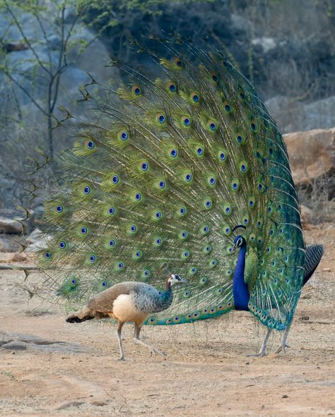 Indian Peafowl: Majestic feathers, royal grace! . Follow for more birding wonders. . #indianpeafowl #naturephotography #birdsofindia #wildlifephotography #peacock #birdwatching #naturelovers #wildlifeindia #birdsofinstagram #indianwildlife Indian Peafowl, Indian Peacock, Indian Blue, Birdwatching, Peacock Feathers, Animals Of The World, Bird Watching, Wildlife Photography, Follow For More