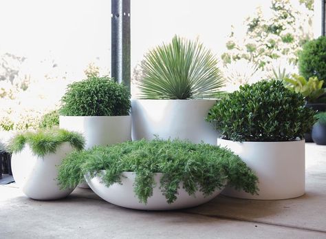 Potted Plants Outdoor, Patio Plants, White Planters, Outdoor Gardens Design, Garden Landscape Design, Balcony Garden, Tropical Garden, Front Garden, Backyard Landscaping Designs