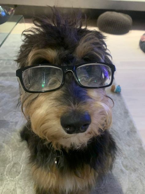 Wearing Glasses, 1k Followers, A Dog