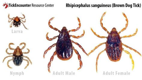 Stages of the Rhipicephalus sanguineus (Brown Dog Tick) Ticks In The House, Wood Tick, Get Rid Of Ticks, Types Of Ticks, Deer Ticks, Tick Spray, Ticks On Dogs, Tick Removal, Bees And Wasps