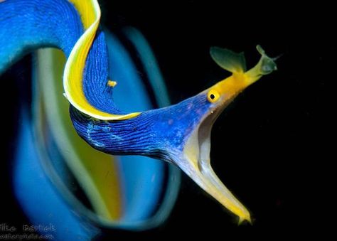 Images of the Blue Ribbon Eel - Free The Ocean Ribbon Eel, Saltwater Aquarium Fish, Rare Fish, Moray Eel, Fish Feed, Sea Serpent, Save Our Oceans, Saltwater Fish, Saltwater Tank