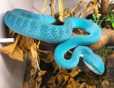 Blue insularis pit viper showing off its vibrant colors Put Vipers, Blue Viper Snake, Bush Viper, Green Viper Snake, Blue Bush Viper, Viper Snake, Blue Pits, White Lips, Pit Viper