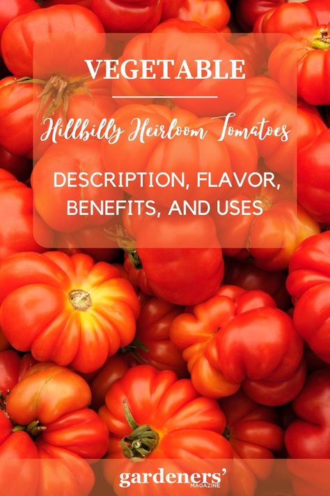 hillbilly heirloom tomatoes-description Hillbilly Tomato, Tomato Breakfast, Garden Plot, Types Of Tomatoes, Varieties Of Tomatoes, Best Garden Tools, Garden Plots, Canning Tomatoes, Growing Tomatoes