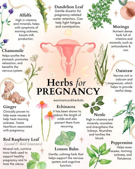 Food Poisoning Remedies, Herbs For Pregnancy, Spiritual Pregnancy, Herbs For Women, Pregnancy Herbs, Womb Healing, Fertility Health, Medical Herbs, Pregnancy Essentials