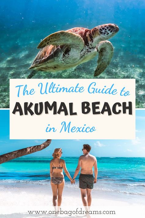 The Ultimate Guide for your perfect day trip to Akumal Beach in Mexico. Akumal Beach, Best Beaches In Mexico, Akumal Mexico, Beach In Mexico, Beach Turtle, Vacation 2024, Famous Beaches, Yucatan Peninsula, The Perfect Day