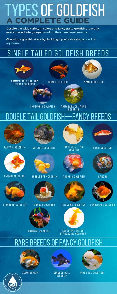 Types Of Goldfish, Goldfish Species, Lionhead Goldfish, Bubble Eye Goldfish, Shubunkin Goldfish, Goldfish Breeding, Ryukin Goldfish, Common Goldfish, Comet Goldfish